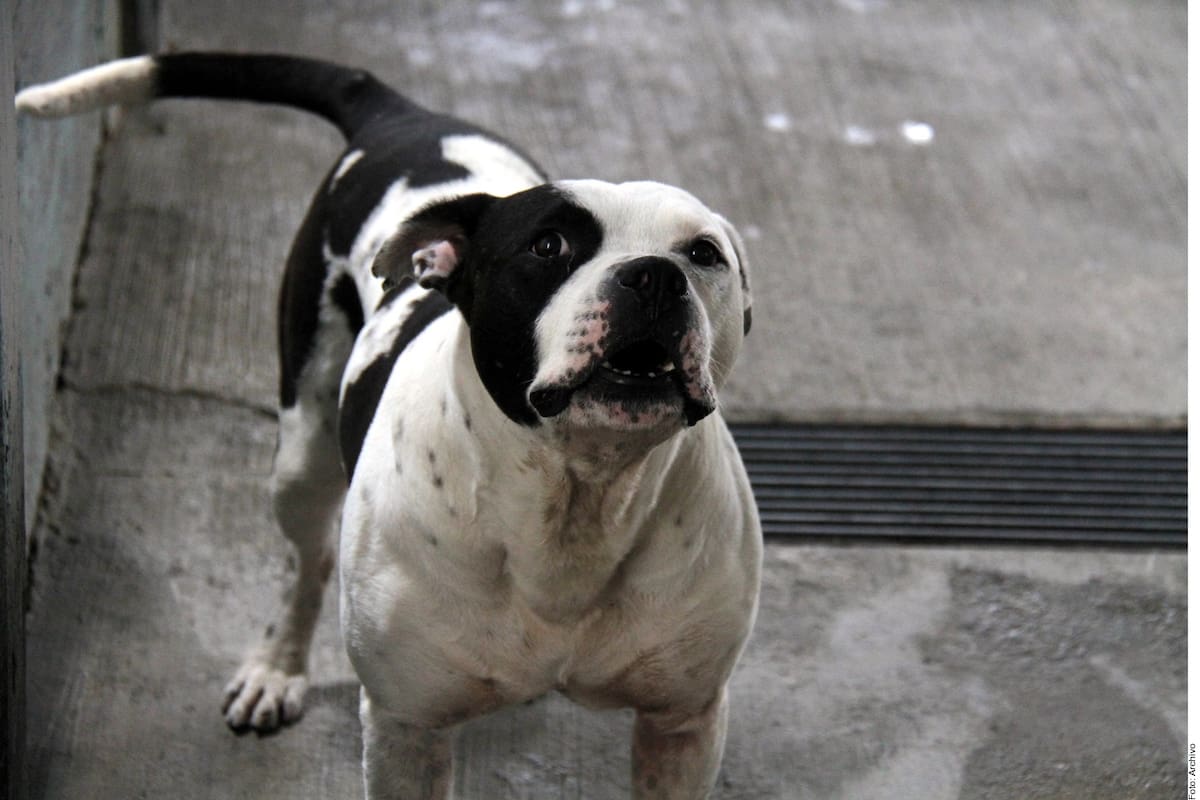 Últimos días para esterilizar gratis a tu mascota en SLRC