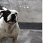 Últimos días para esterilizar gratis a tu mascota en SLRC