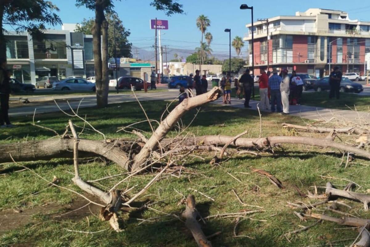 Cae árbol del Parque Revolución en Ensenada y lesiona a joven