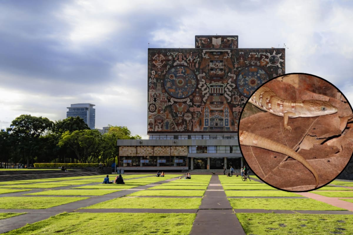 Así es la lagartija caimán recién descubierta en México; habita solo en seis estados del país