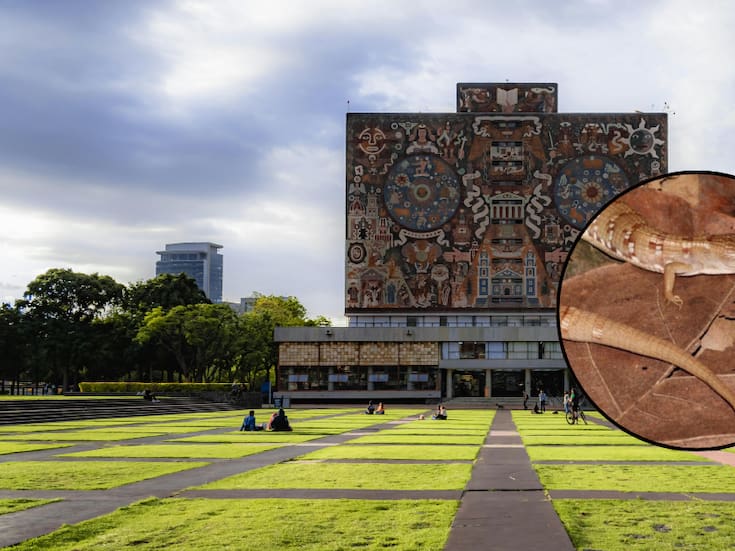 Así es la lagartija caimán recién descubierta en México; habita solo en seis estados del país