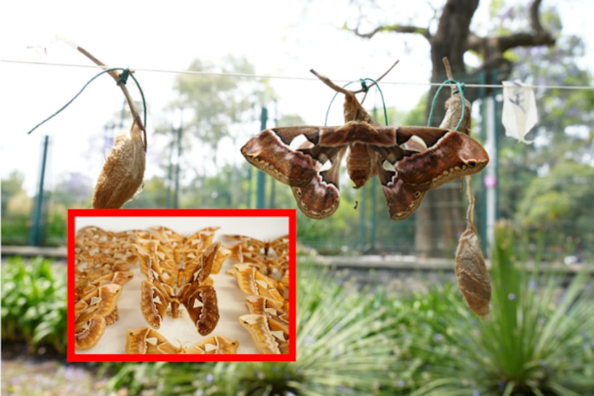 CDMX trabaja en la conservación de la mariposa “cuatro espejos”