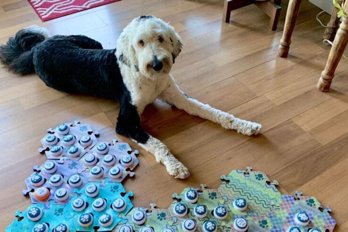 Bunny, el perro que ha inspirado un experimento científico