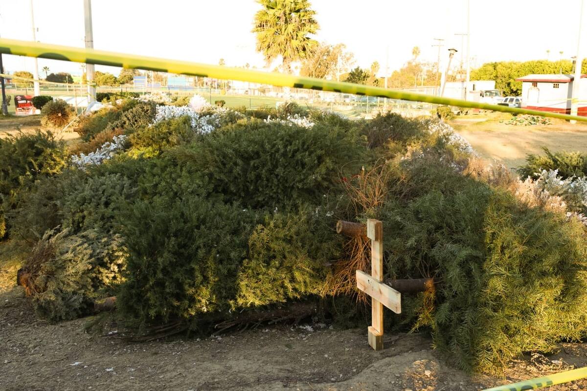El Ayuntamiento de Tijuana invita a la ciudadanía a donar su pino navideño, mismo que servirá para la elaboración de mulch.