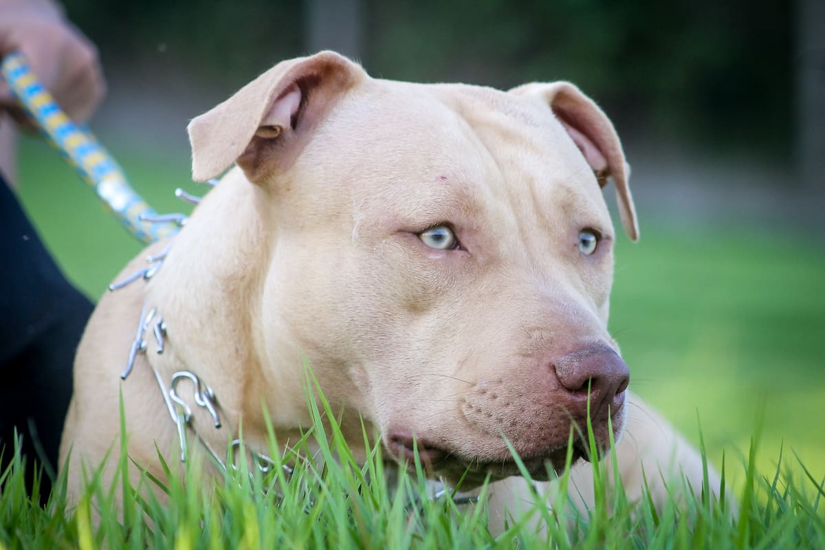 No sacrificarán a perro que mordió a niña en Cajeme