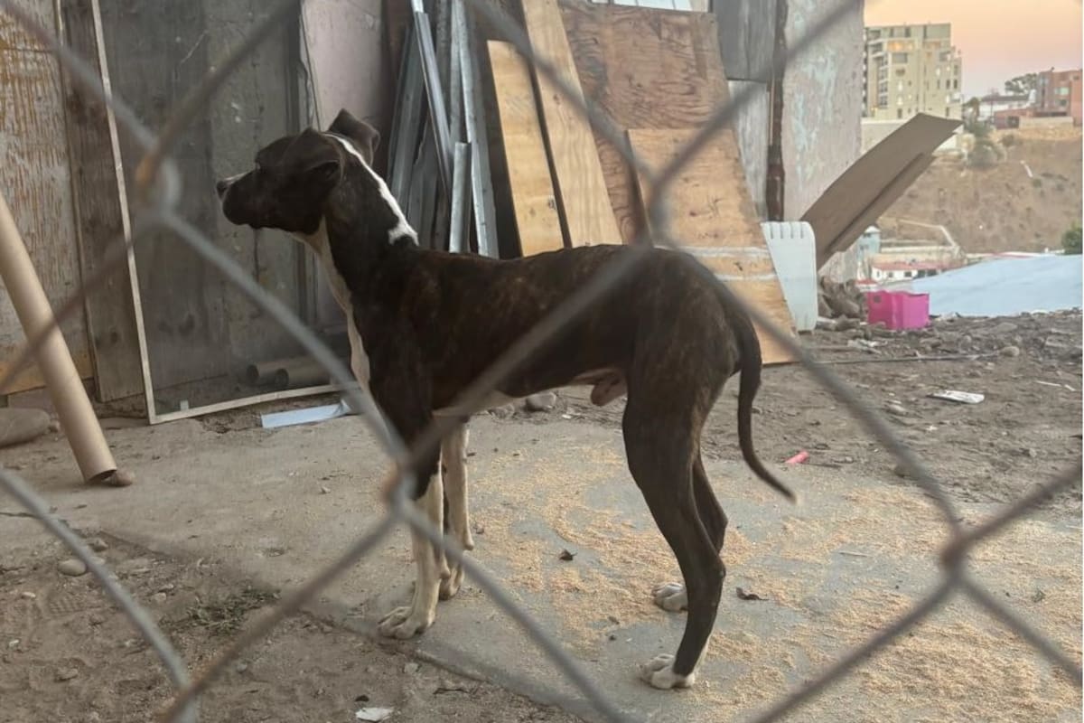 Fiscalía rescata en Tijuana a perro que era suspendido por el cuello