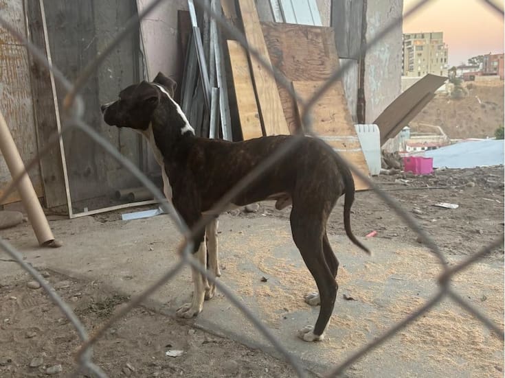 Fiscalía rescata en Tijuana a perro que era suspendido por el cuello