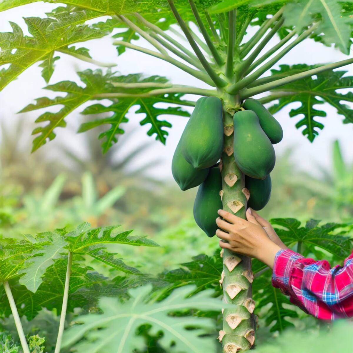 Imagen ilustrativa generada con IA (Chatgpt).