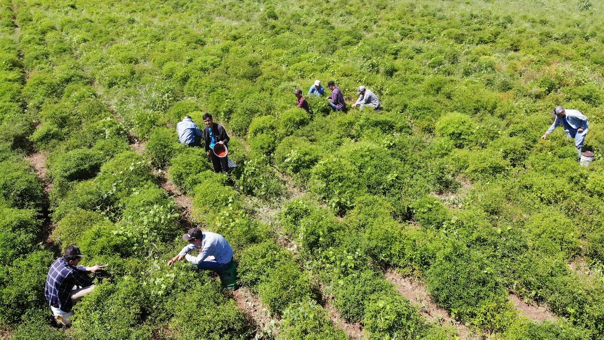 created by dji camera