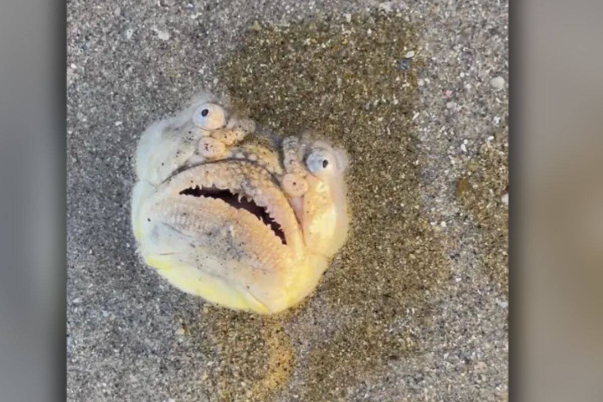 VIDEO: Pez aterrador es captado en playa, dejando confundidos a usuarios