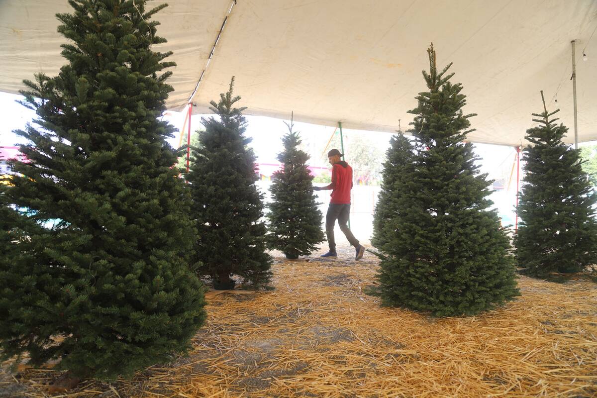Llegan los arbolitos navideños a Tijuana