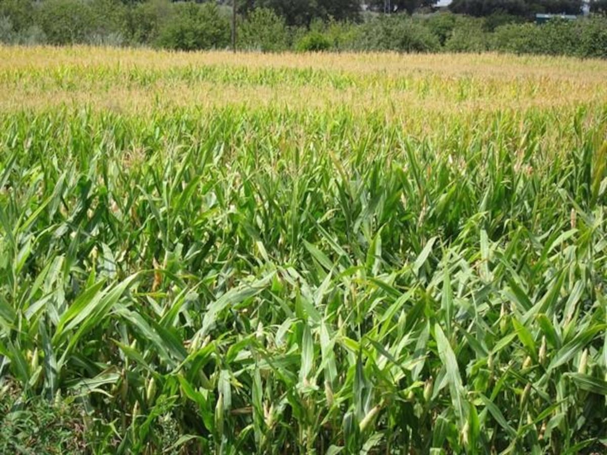 Poco a poco avanzan las cosechas de cártamo en el Valle del Yaqui.