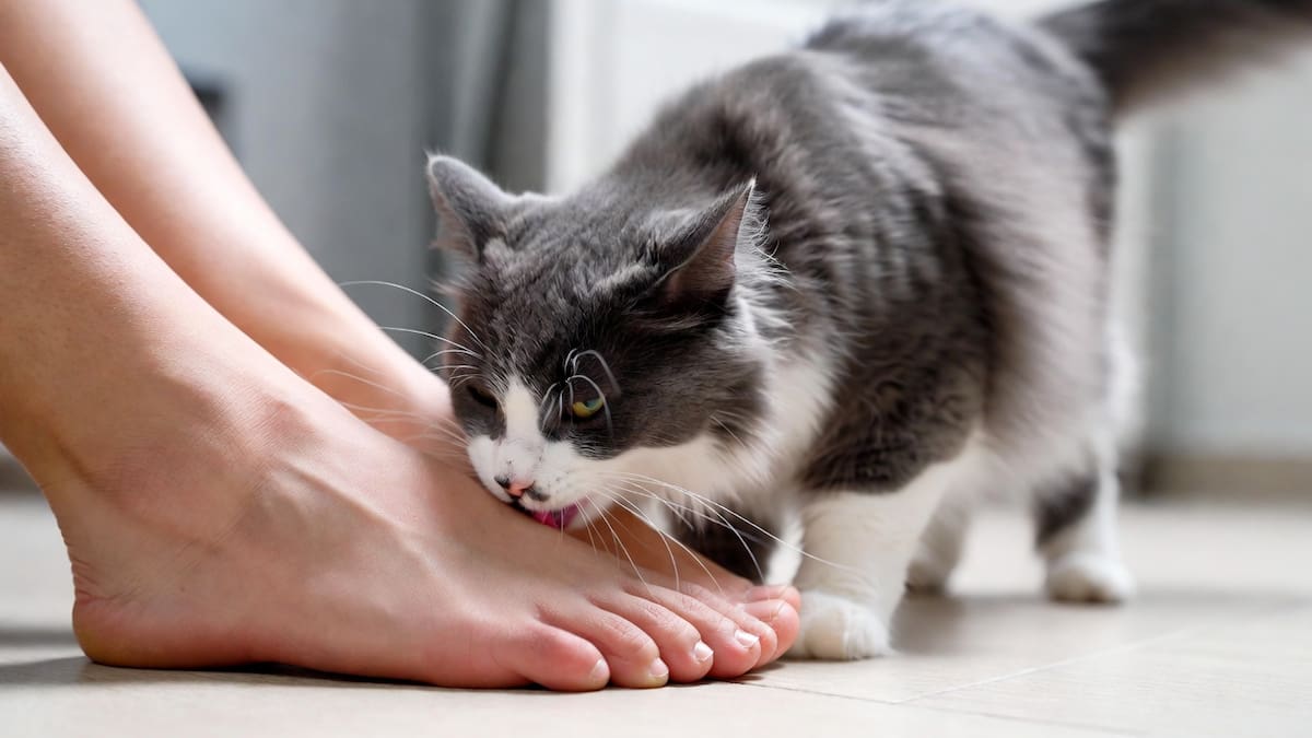 El motivo por el que muchos gatos buscan oler los pies de sus dueños | Foto: creada con IA