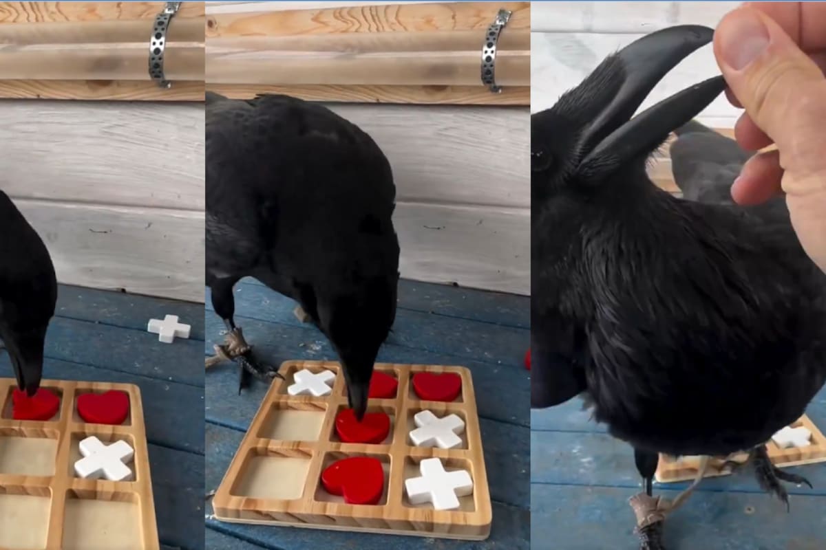 VIDEO: cuervo se vuelve viral por jugar al gato con un humano y ganarle