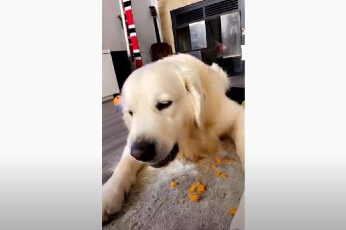 Este perro es fanático de las zanahorias