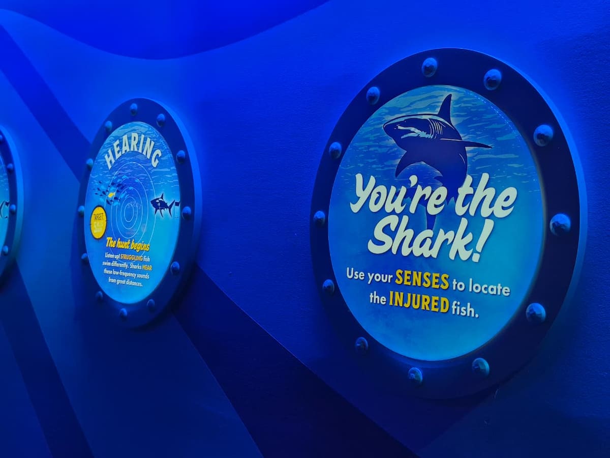 La renovada atracción de SeaWorld San Diego ofrece una experiencia interactiva con tecnología inmersiva, un recorrido submarino y la oportunidad de conocer de cerca distintas especies de tiburones y su conservación. Foto: Andrea García