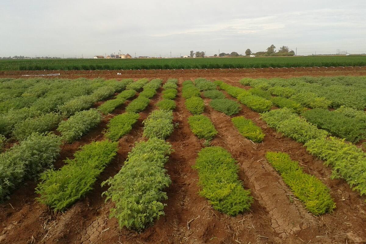 Productores en el Valle del Yaqui consideran cultivos de bajo consumo de agua