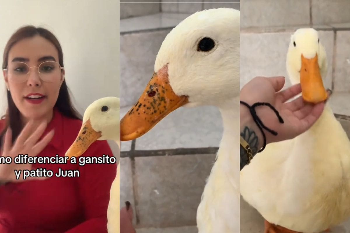 Tiktoker comparte cómo puede diferenciar a sus dos patos