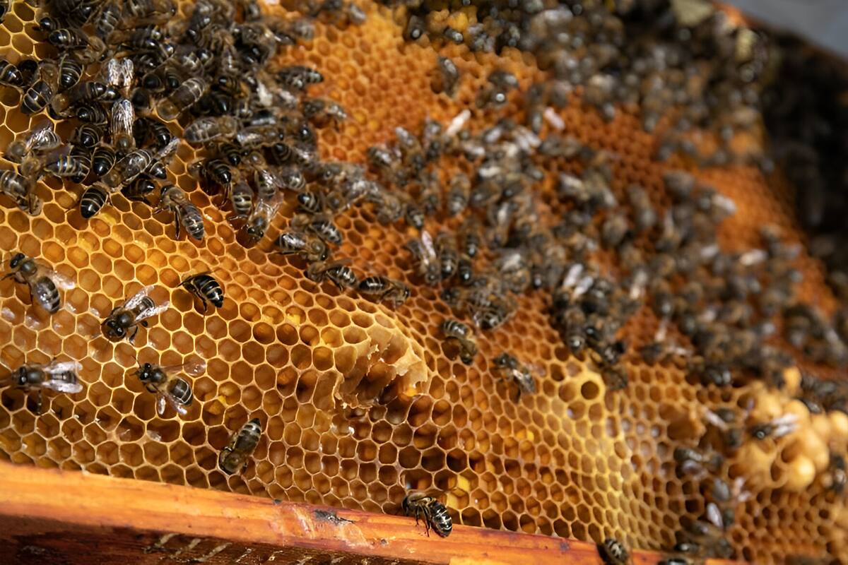 Hombre es atacado por enjambre de abejas en Monclova, bomberos lo salvan