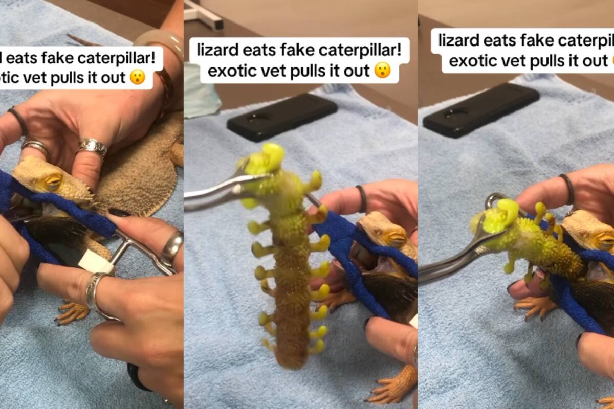 Lagarto se vuelve viral tras ser intervenido por tragarse una oruga de plástico