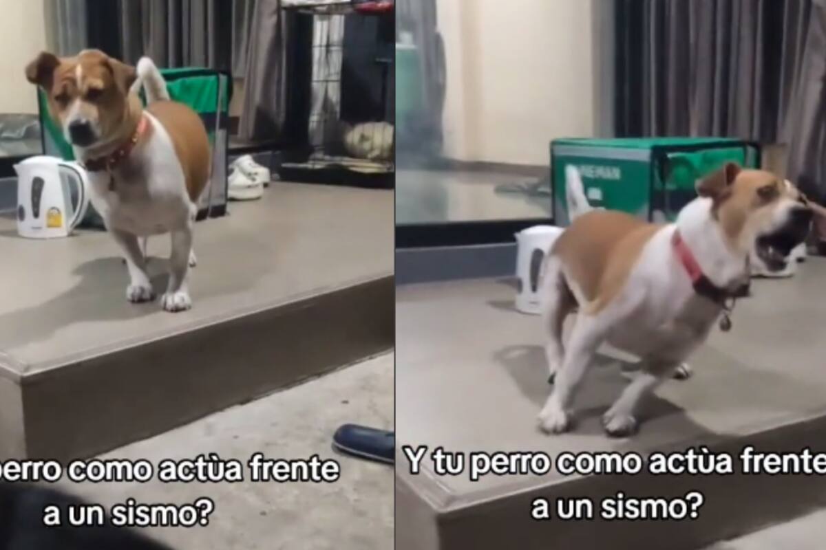 VIDEO: la sorprendente reacción de un perro ante un sismo se vuelve viral