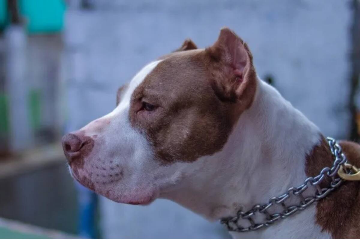 Desgarrador: Muere bebé tras ataque de perro de la familia