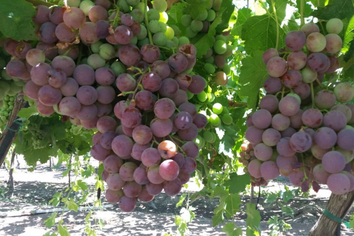 Se plantan en Sonora nuevas variedades más redituables de uva