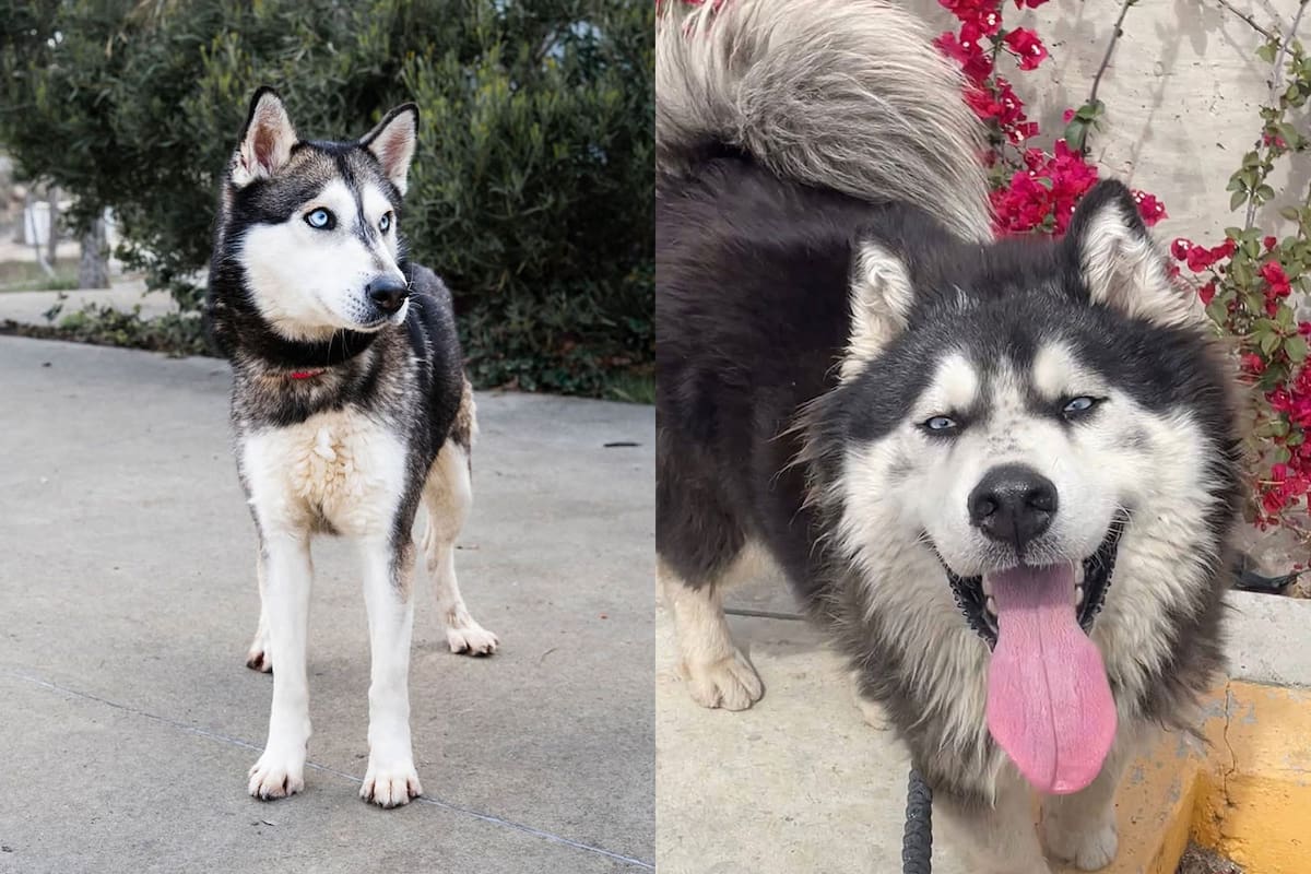 Buscan hogar para mascotas maltratadas