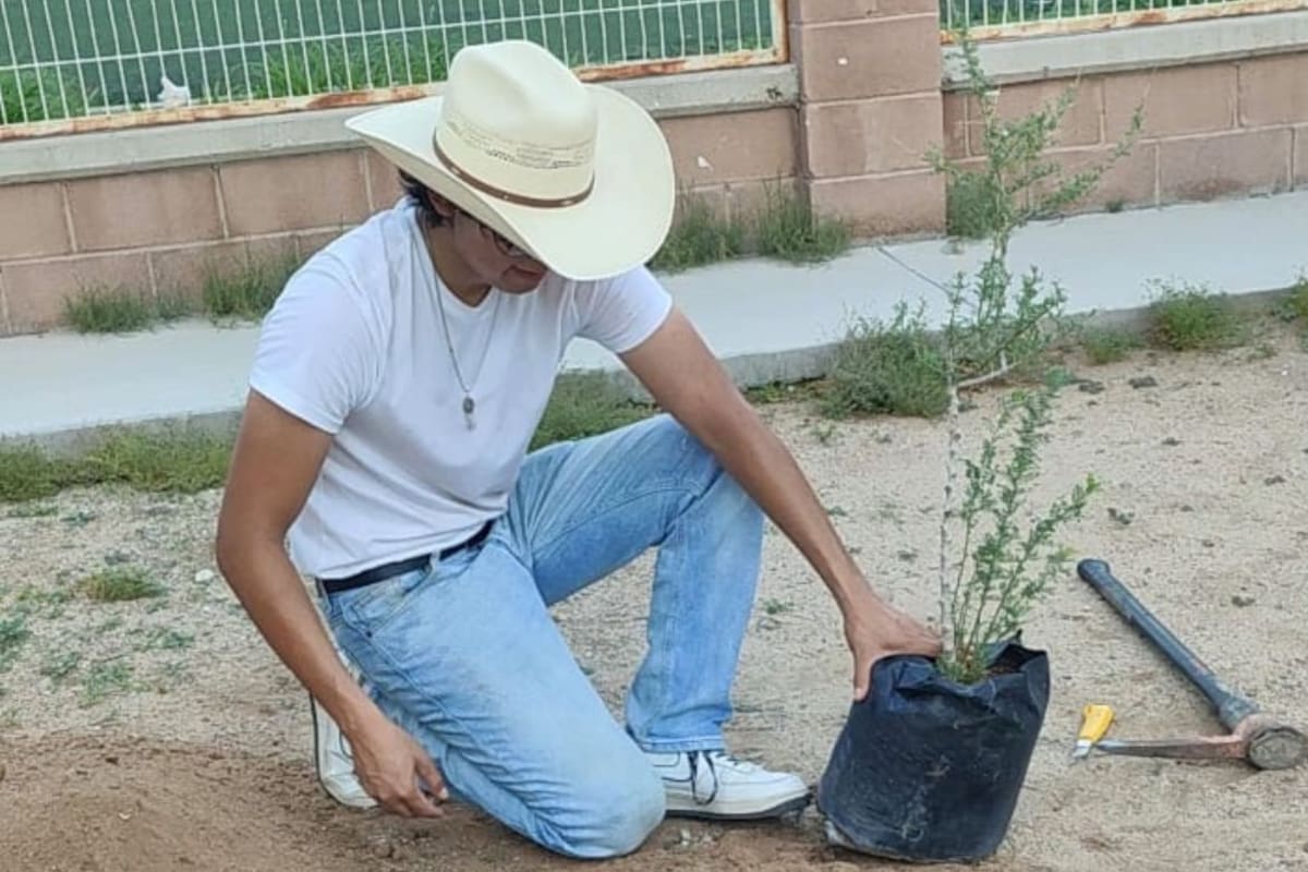 Únete a la arborización en Hermosillo: HermoVerde busca mitigar el calor con árboles nativos