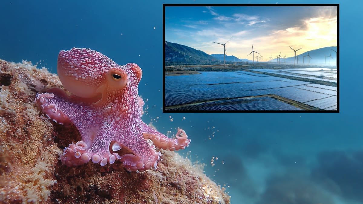 Científicos coreanos crean panel solar más duradero inspirado en un elemento encontrado en pulpos y calamares que multiplica su vida útil por cinco