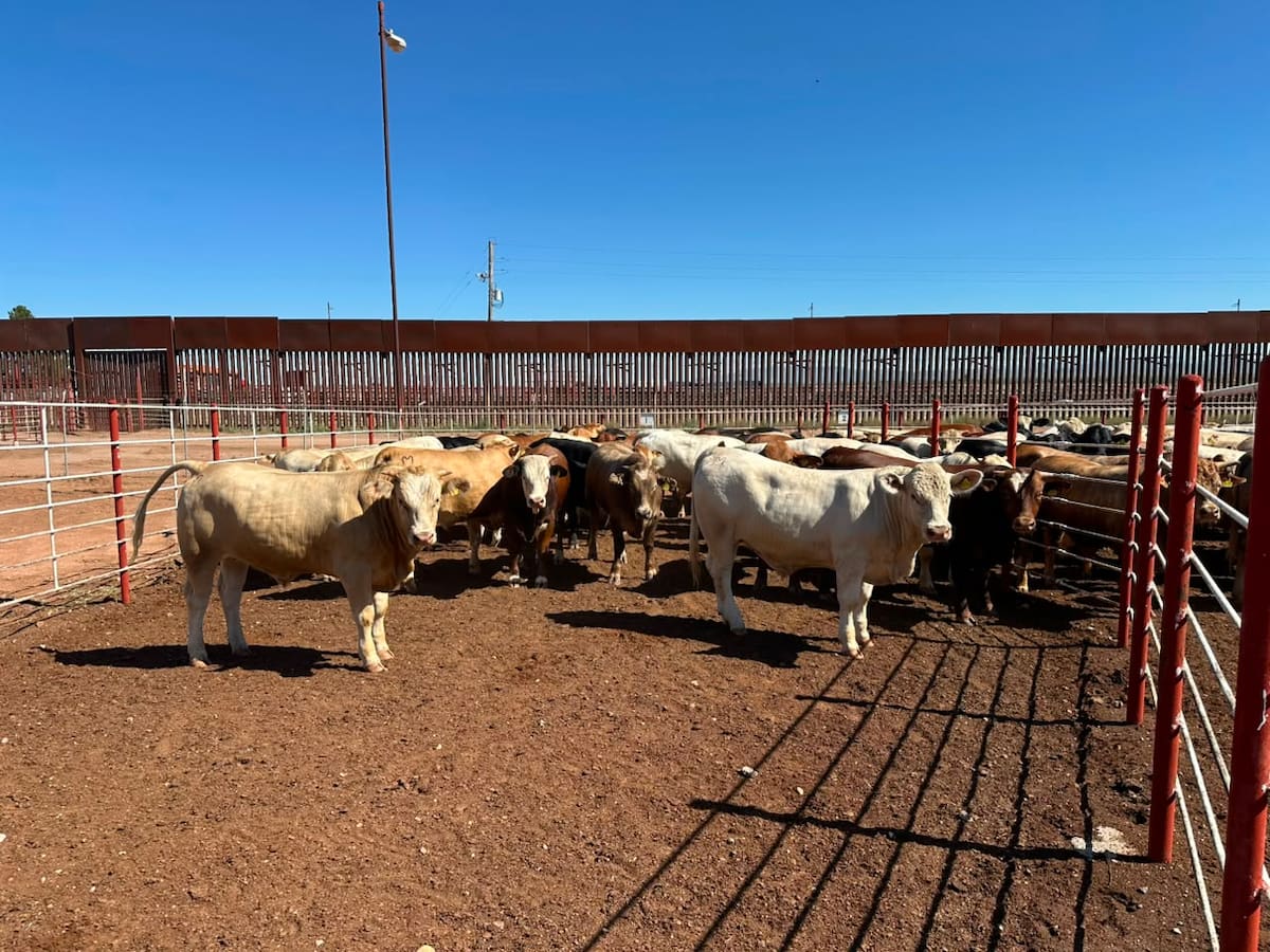 Los ganaderos sonorenses calculan pérdidas por 350 millones de dólares tras vender sus animales en México hasta 40% por debajo de su valor internacional.