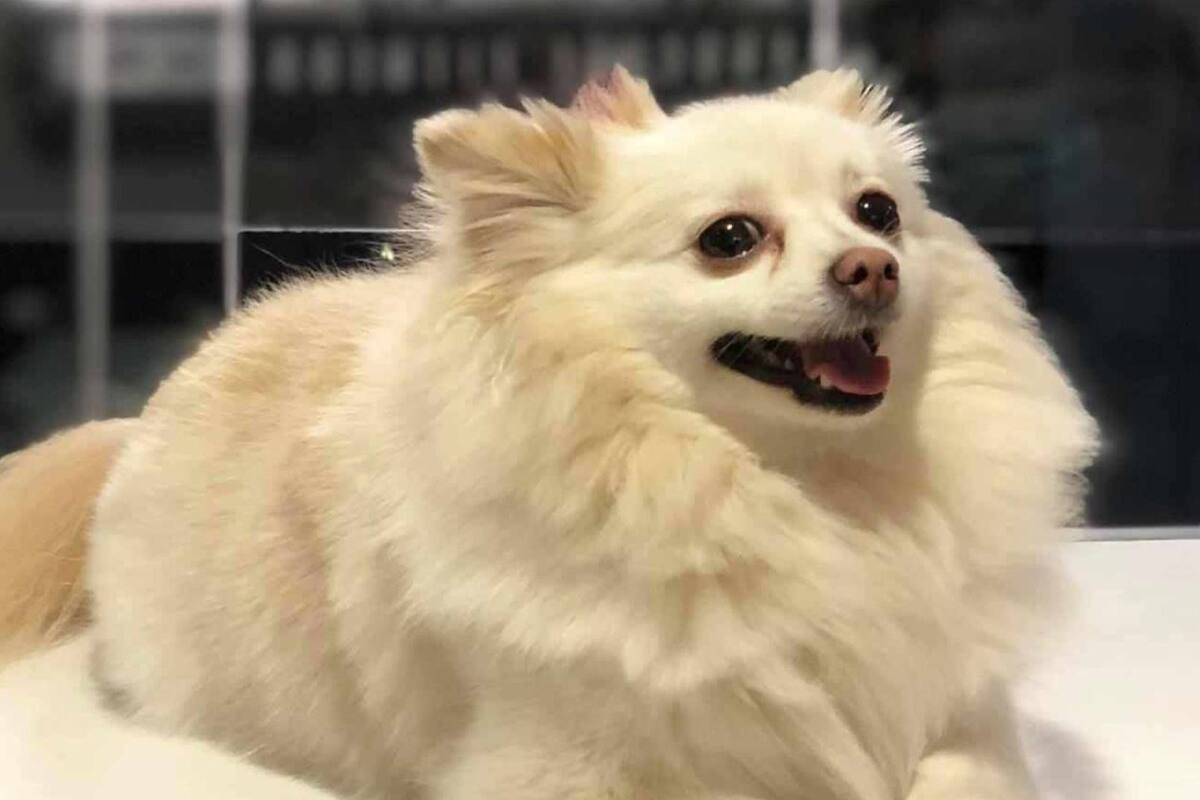 Investigan muerte de perrita Channel como negligencia: FGJE