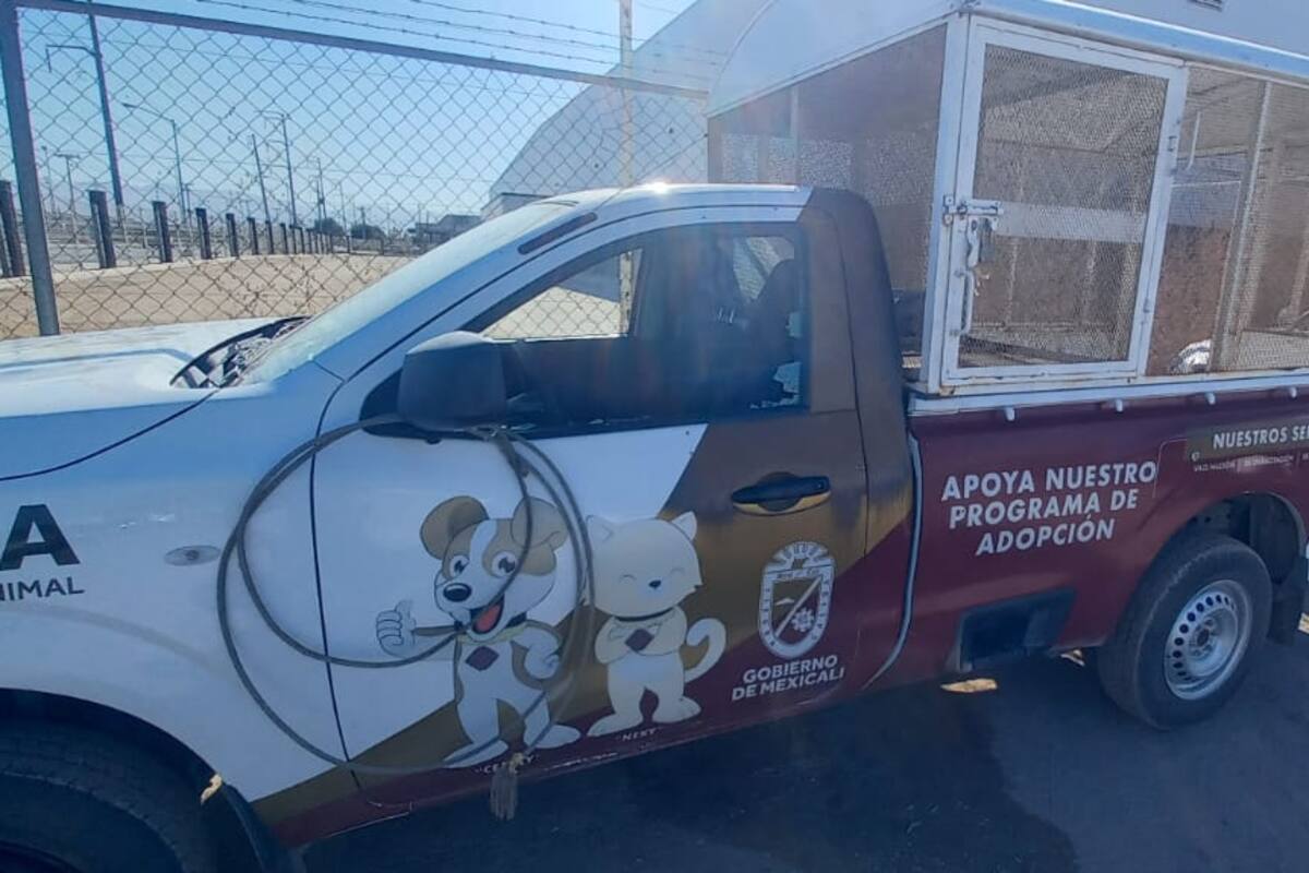 Hombre rompe cristal de vehículo de Control Animal