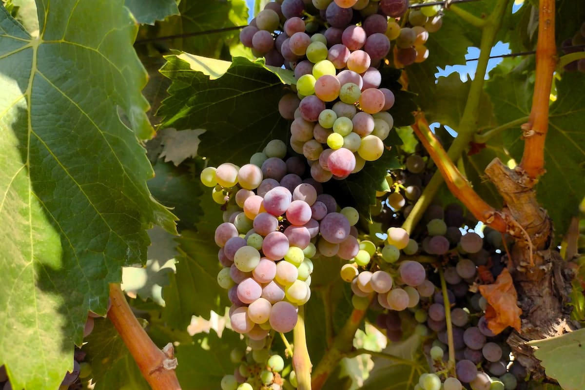 Genera uva 843 mdp a productores