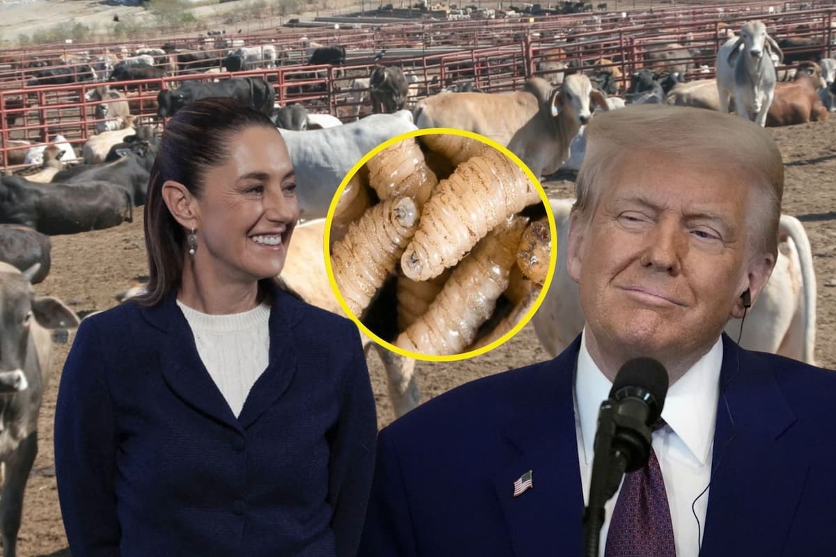 México y EEUU acuerdan plan para erradicar el gusano barrenador y reactivar exportaciones de ganado; concretan inversión para planta de moscas estériles en Chiapas