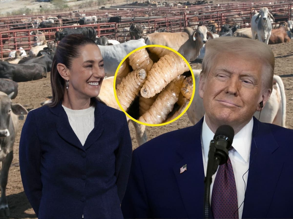 ARCHIVO. México y Estados Unidos implementarán medidas para frenar el gusano barrenador del ganado. | Crédito: Presidencia MX/AP/Canva