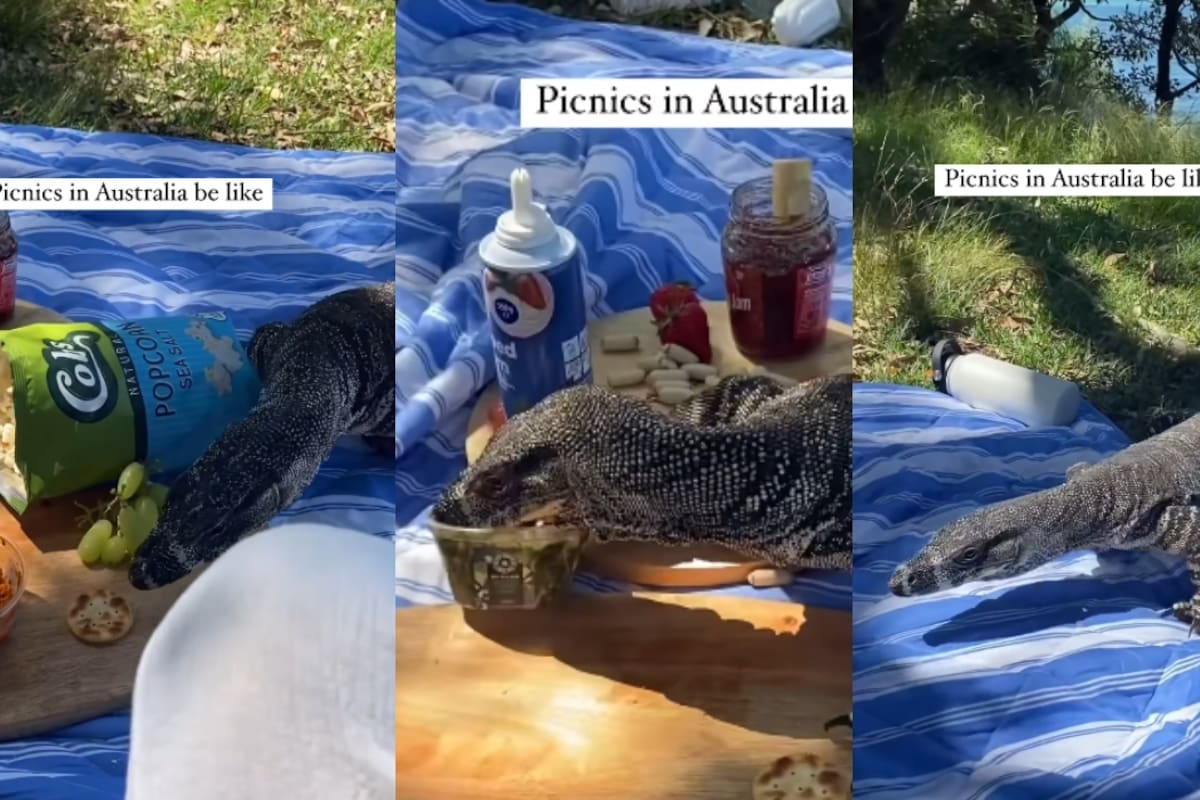 “Así son los picnics en Australia”: un reptil goanna sorprende a un grupo de amigos durante un tranquilo picnic