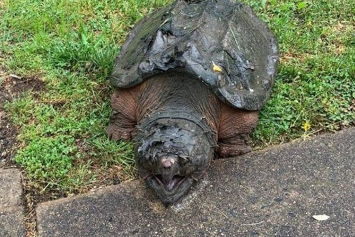 Rescatan a tortuga caimán