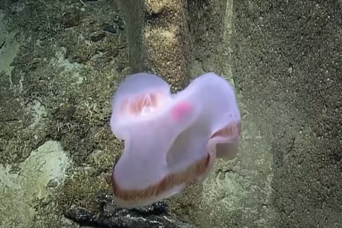 Encuentran rara criatura que cambia de forma en el Océano Pacífico
