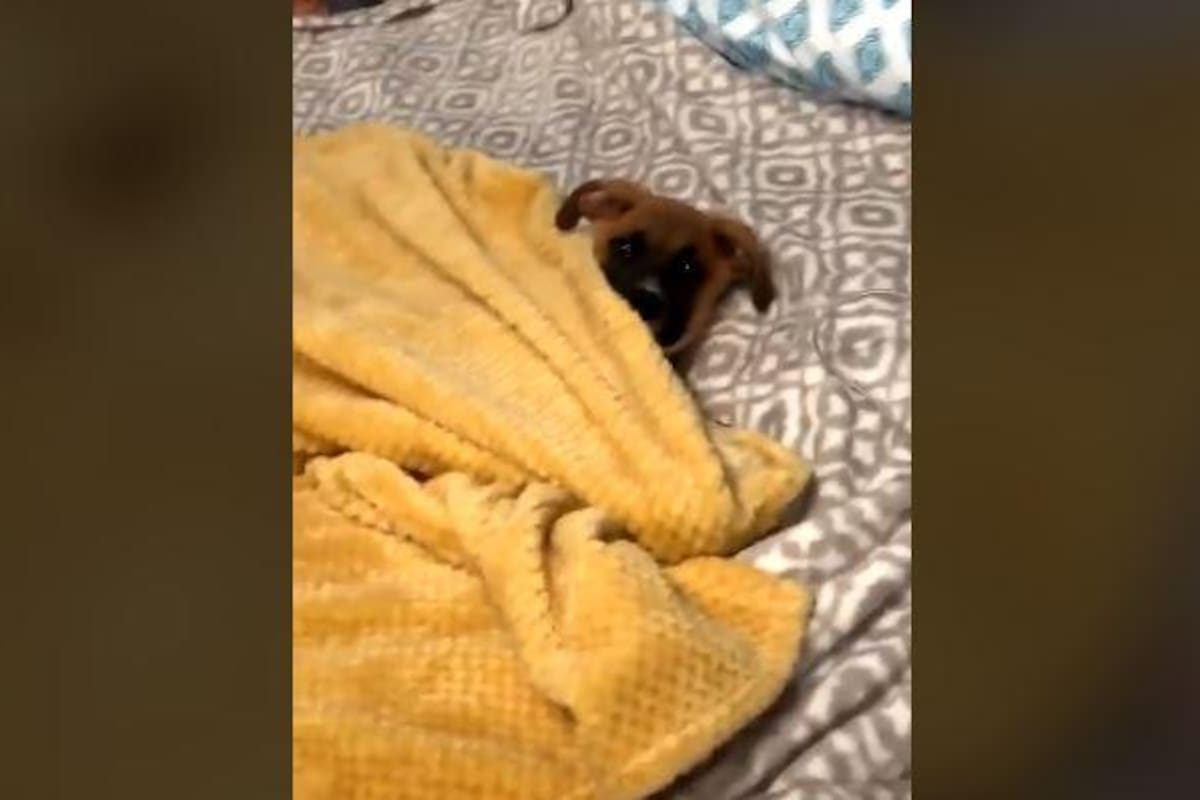 Perrito causa ternura por taparse con cobija para dormirse