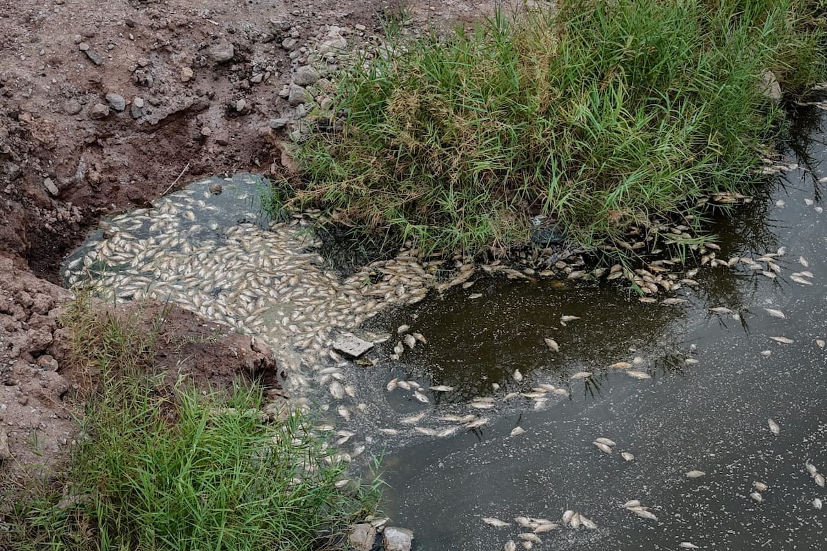 Aparecen cientos de peces muertos en la laguna México