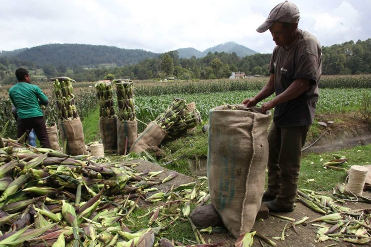 Productores de maíz en Sinaloa reabren carreteras y buscan mejor precio por tonelada