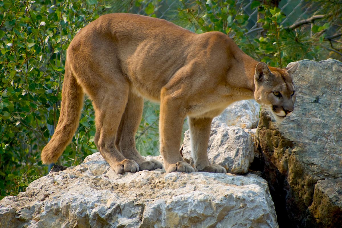 Protección Civil mantiene vigilancia por reporte de posible puma en Moctezuma