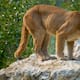 Presunto avistamiento de puma en Moctezuma