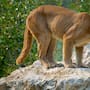 Protección Civil mantiene vigilancia por reporte de posible puma en Moctezuma