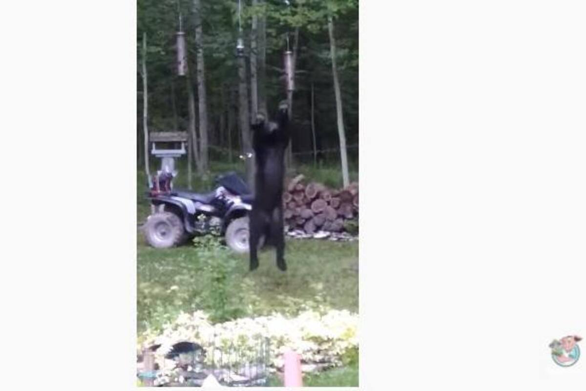 Un oso acróbata