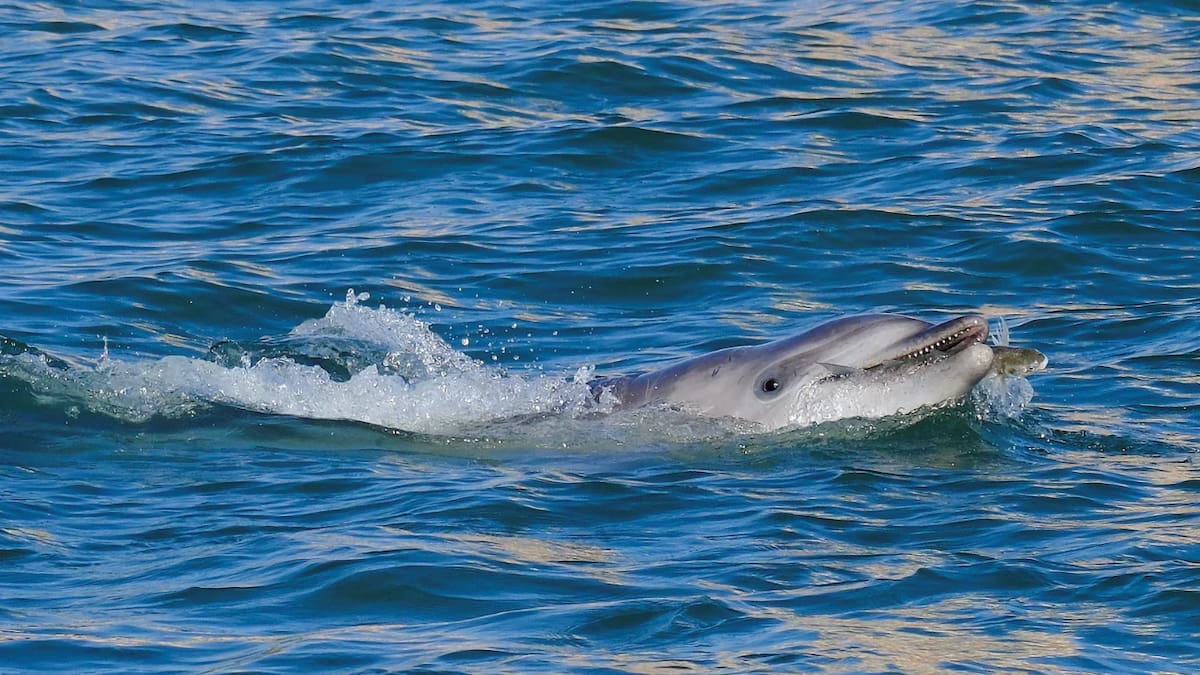 El uso de conchas para atrapar peces permite a estos delfines recuperar presas que se refugian dentro de los objetos, una estrategia que los científicos estudian como ejemplo de uso de herramientas. (REUTERS)
