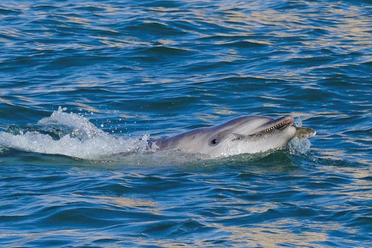 Muere Mincho, el delfín de 37 años con cáncer que permanecía bajo vigilancia de Profepa tras la clausura de Dolphin Connection en Cancún