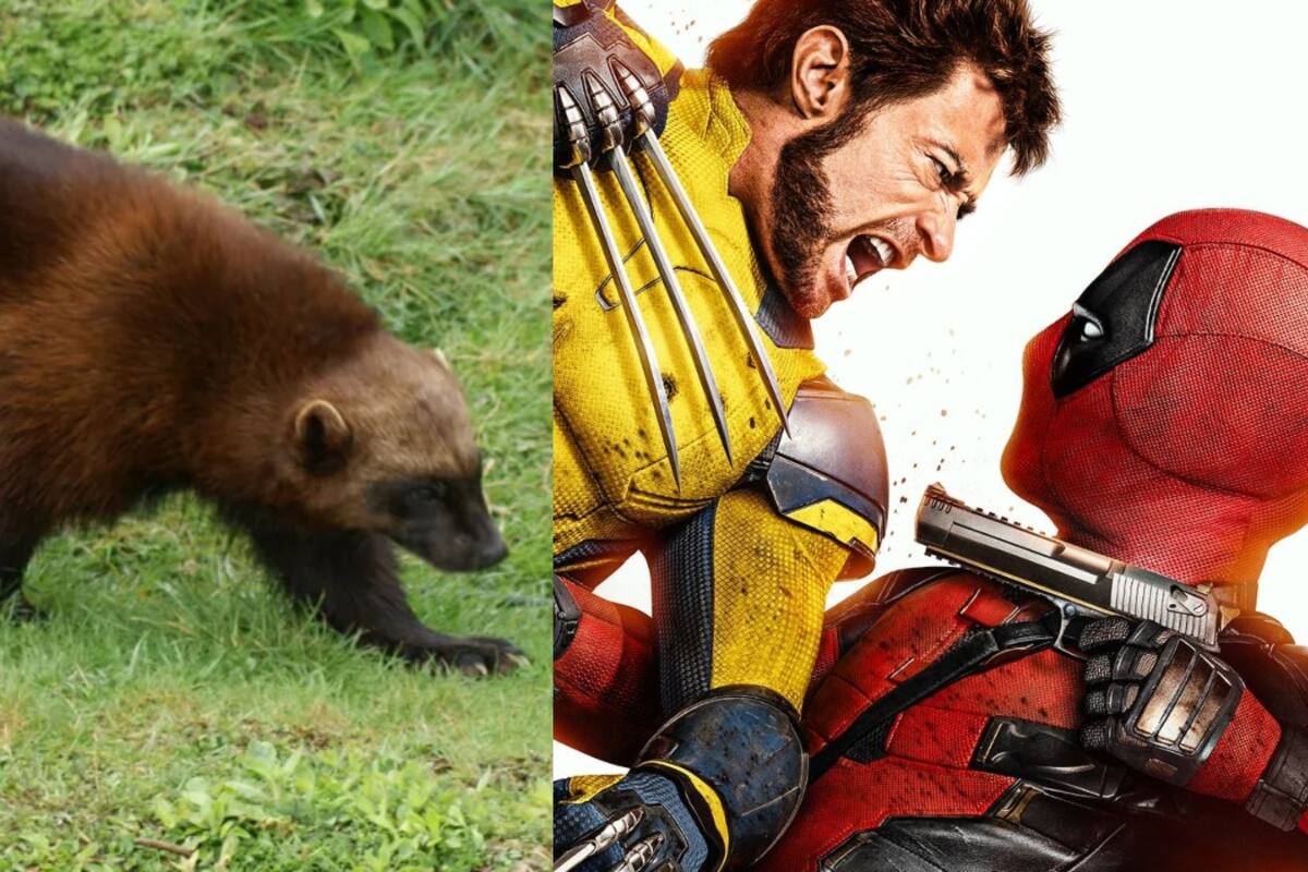 Este animal inspiró la creación del personaje de Wolverine