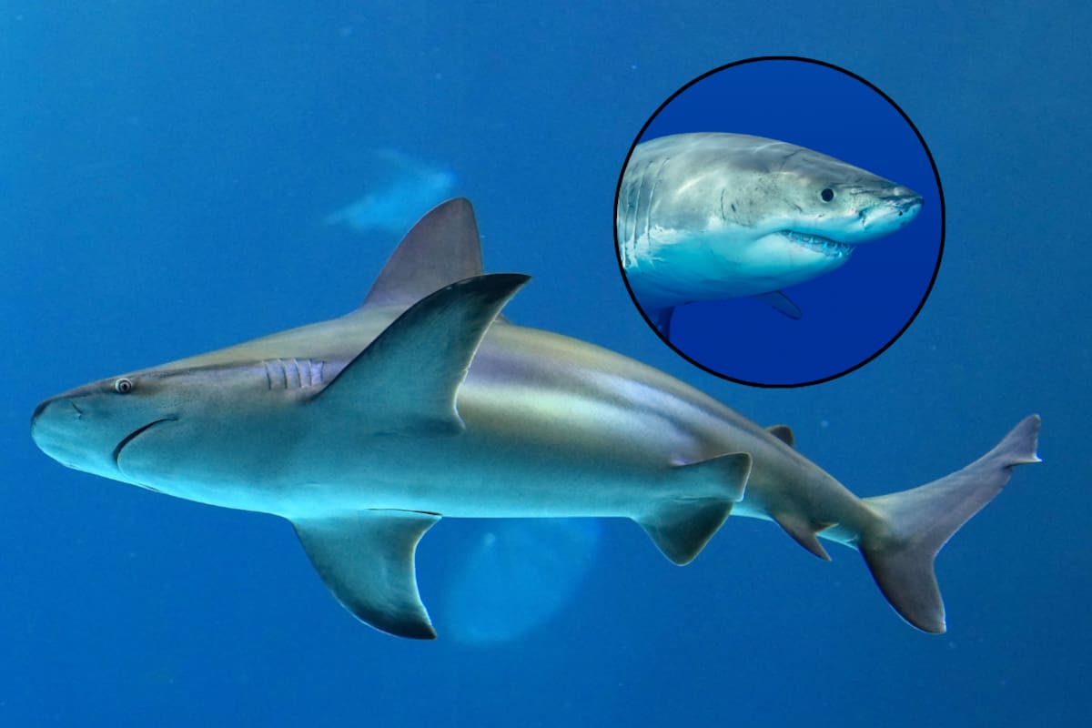 Decomisan 50 mil aletas de tiburón en Estados Unidos provenientes de México con destino a China; alertan por vacío en controles pesqueros